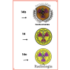 Jaleco Branco Feminino Radiologia - Voce Escolhe 14 , 14B ou 14C